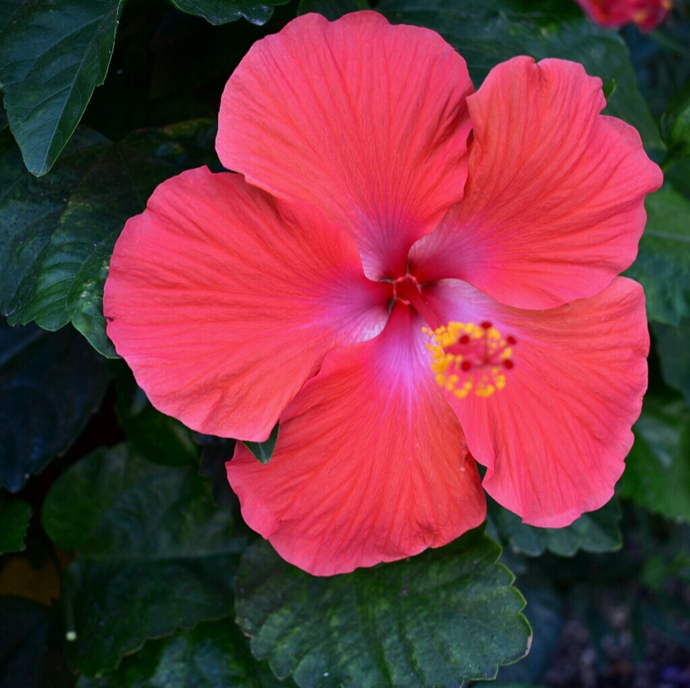 Meet your Posher, Aaliyah